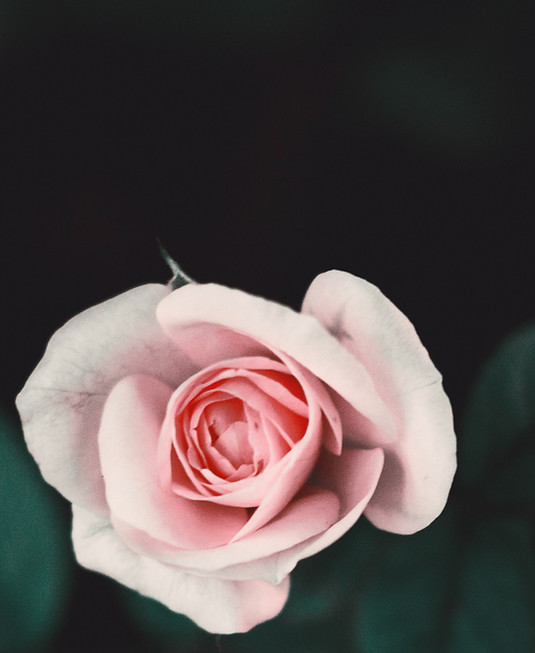 Pink flower