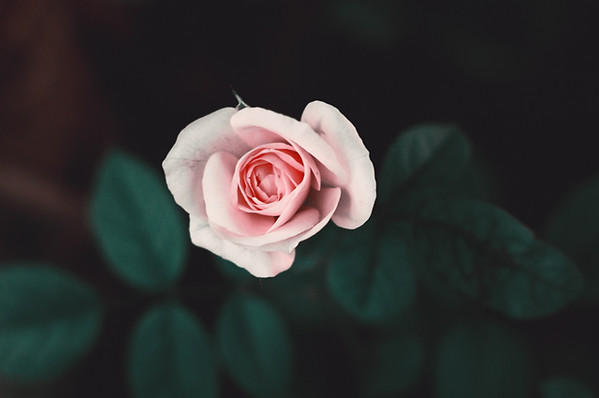 Pinke Rose