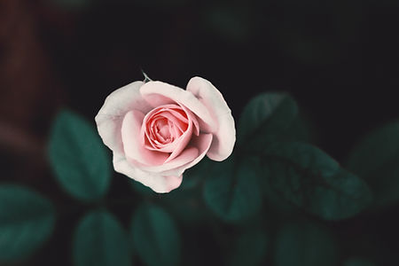 Pink Rose