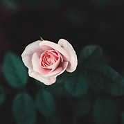Rose rose