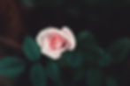 A pink rose blooming in a bush