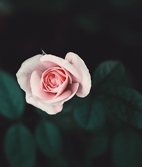Rose rose