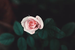 Rosa rosada