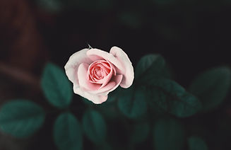 Rosa rosada