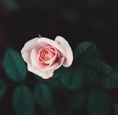 Pink Rose Close-Up