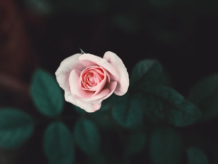 The Rose Code by Kate Quinn