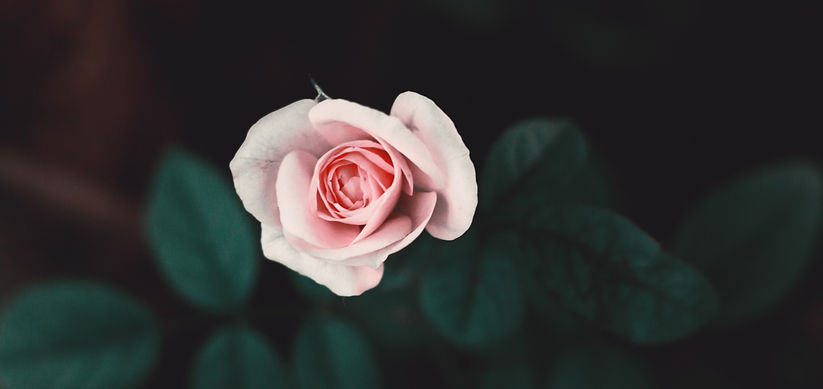 Pink Rose