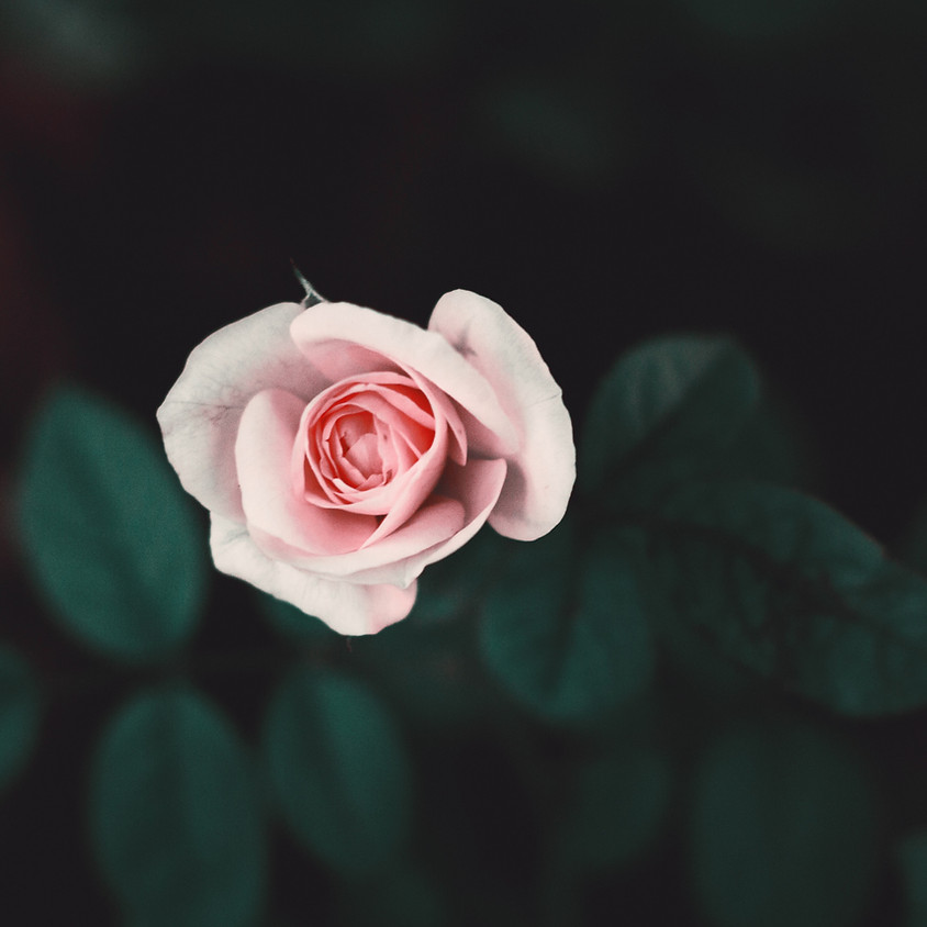 Celebration of Life for Rita Naylor (1)