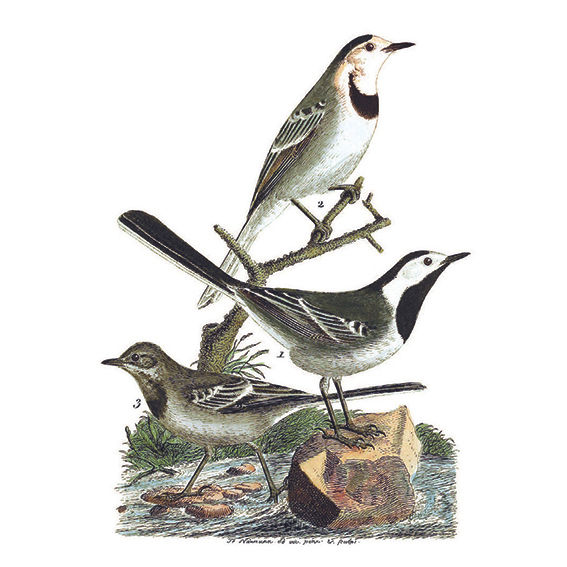 Miniaturbild: Das Vogel-Memo  –  Die Vögel Mitteleuropas