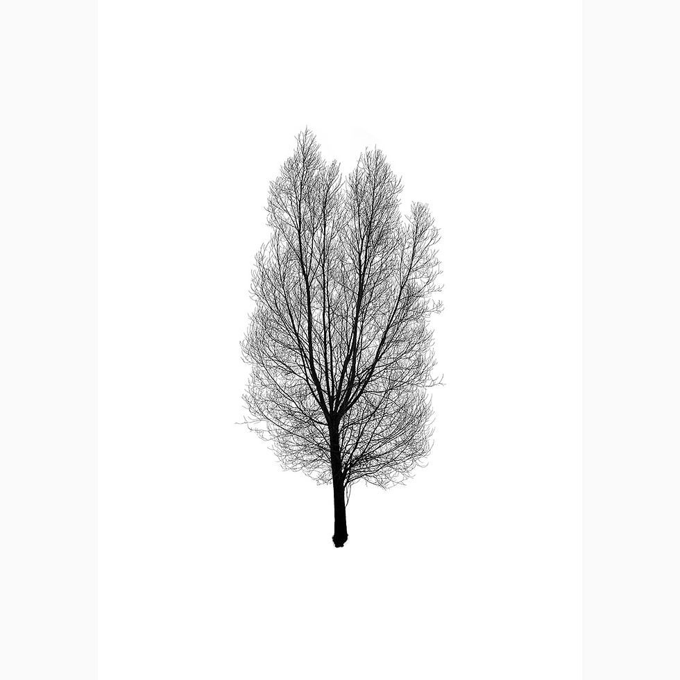 Miniaturbild: Todd Schulz – Five Leaves Left