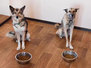 Nhà nuôi nhiều chó: Cách cho ăn tránh xung đột