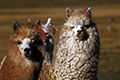 Deux alpagas avec des oreilles décorées, altiplano des Andes, Chili