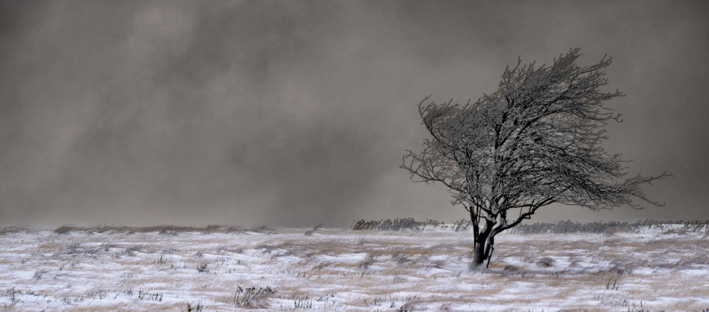 arbre en hivers au col de l'Ourtigas