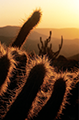 Cactus épineux au coucher du soleil dans le désert