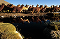 Troupeau d'alpagas reflétés dans une mare, parc national Lauca, Chili