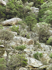 Mouflon mâle sur un piton rocheux