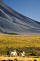 Lamas dans le désert de l'Atacama, Chili