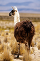 Lama dans le désert de Lauca, Chili