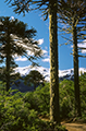 Forêt d'araucarias avec montagnes enneigées en arrière-plan, Chili