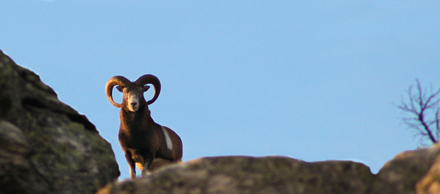 mouflon mâle sur une crête et fond ciel bleu