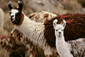Lamas sur l'altiplano chilien