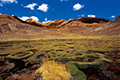 Cercles végétaux sur l'altiplano des Andes, Chili