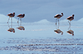 Flamants roses reflétés dans une lagune bleue, altiplano des Andes, Chili