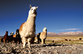Troupeau d'alpagas sur un altiplano chilien