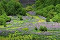 Champs de lupins sauvages en fleur dans une vallée verdoyante, Chili