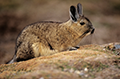 Viscacha sur un salar en Chili