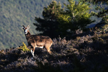 Femelle mouflonne cornue.