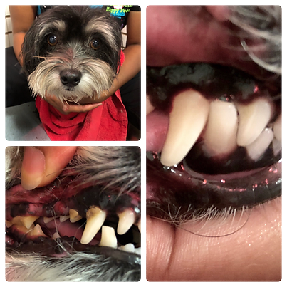 snookie teeth.PNG
