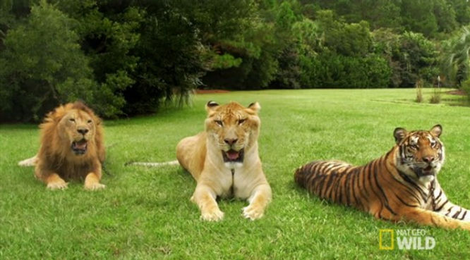 At center is a Liger