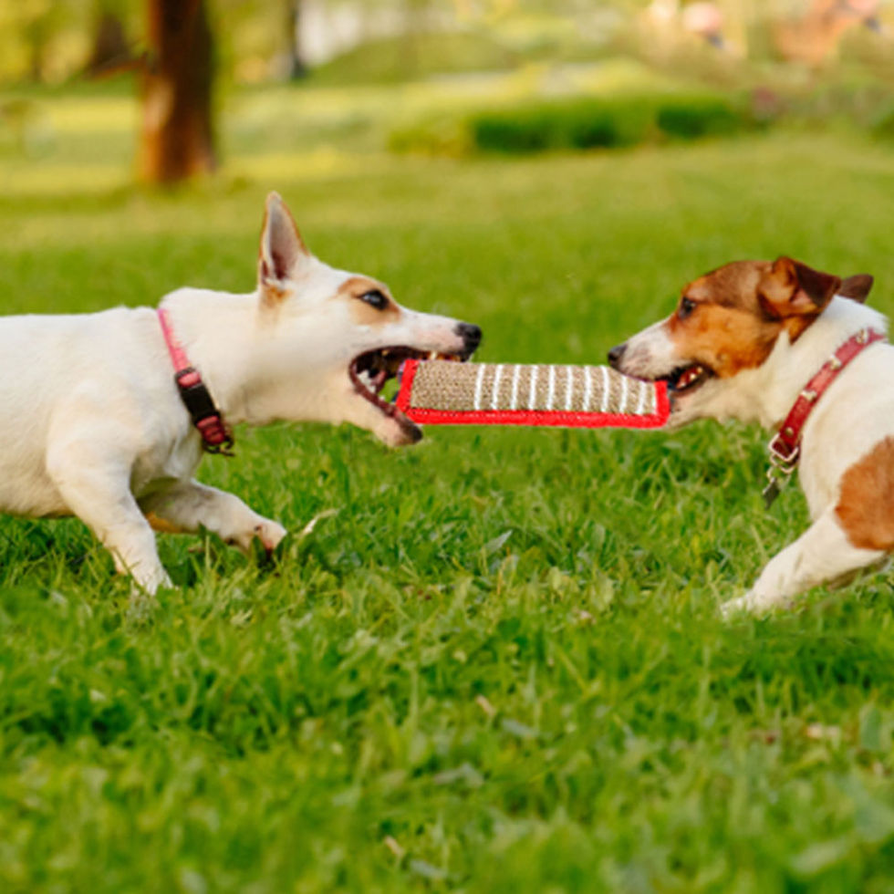 Thumbnail: Ultra-Durable Dog Bite Pad & Training Tug Toy