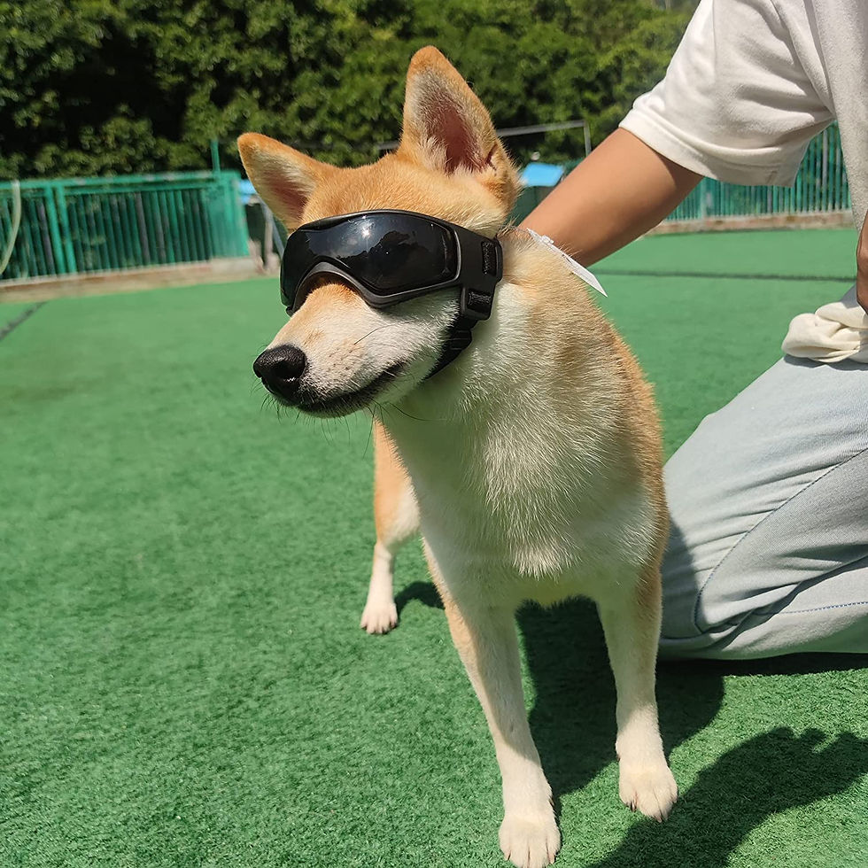 Thumbnail: The Road Hound: UV Protection Dog Sunglasses and Pet Goggles for Car Rides
