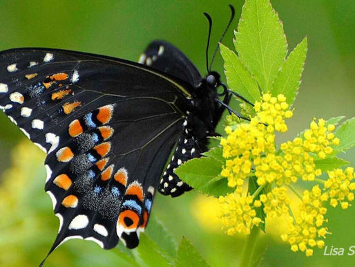 Black swallowtails, masters of deception