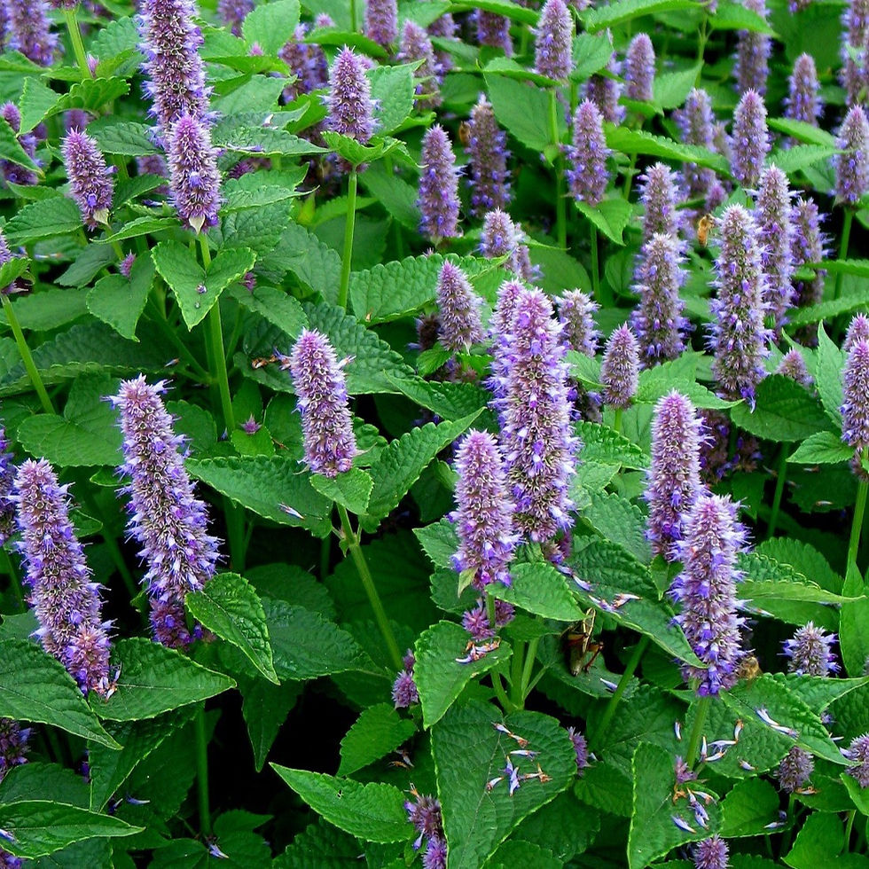 Anise Hyssop