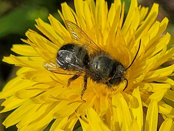 Blue orchard bee (Osmia lignaria) - Photo: Dave Miller