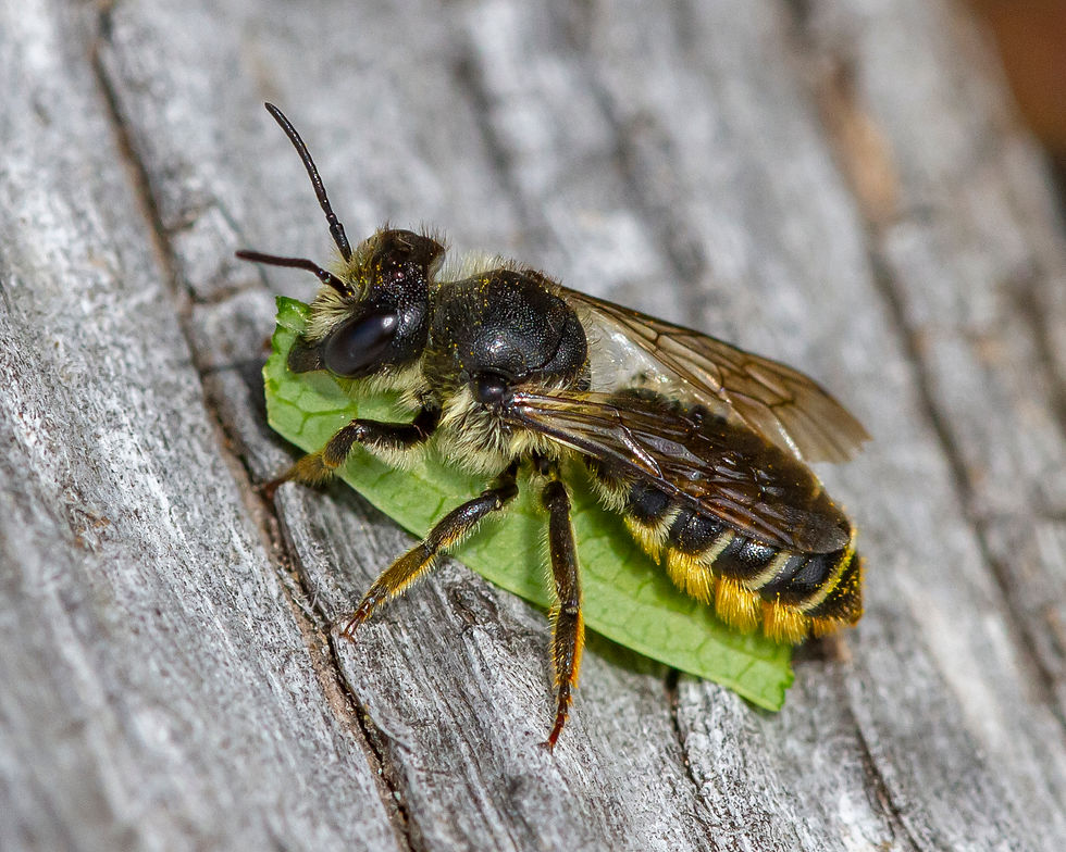 Golden-tailed leafcutter bee (c) Denis Doucet (CC BY-NC)