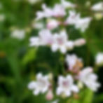 Foxglove beardtongue