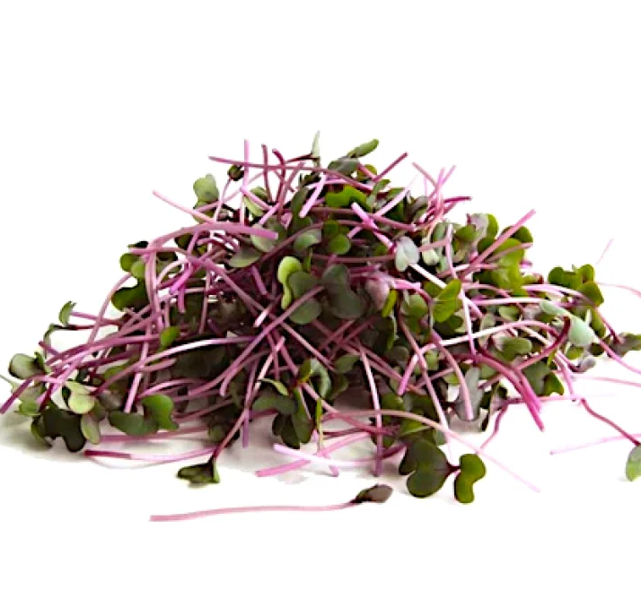 Fresh, Health, Tasty, Organic Kohlrabi Microgreens from Nutri Green Microgreen Farmery
