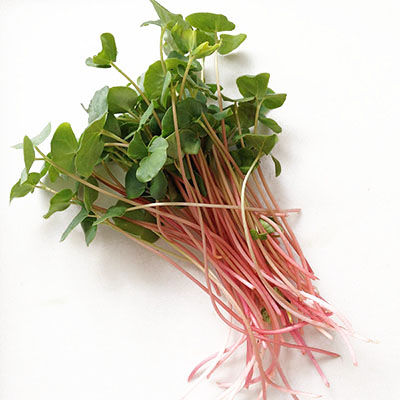 Fresh, Health, Tasty, Organic Buckwheat Microgreens from Nutri Green Microgreen Farmery