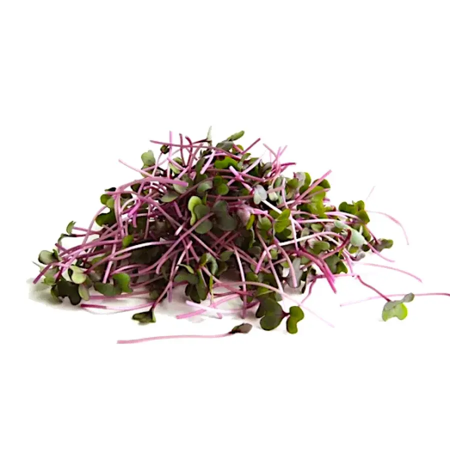 Fresh, Health, Tasty, Organic Kohlrabi Microgreens from Nutri Green Microgreen Farmery