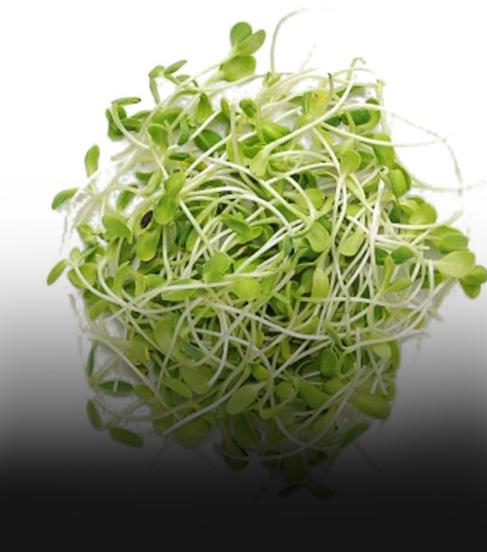 Fresh, Health, Tasty, Organic Clover Microgreens from Nutri Green Microgreen Farmery