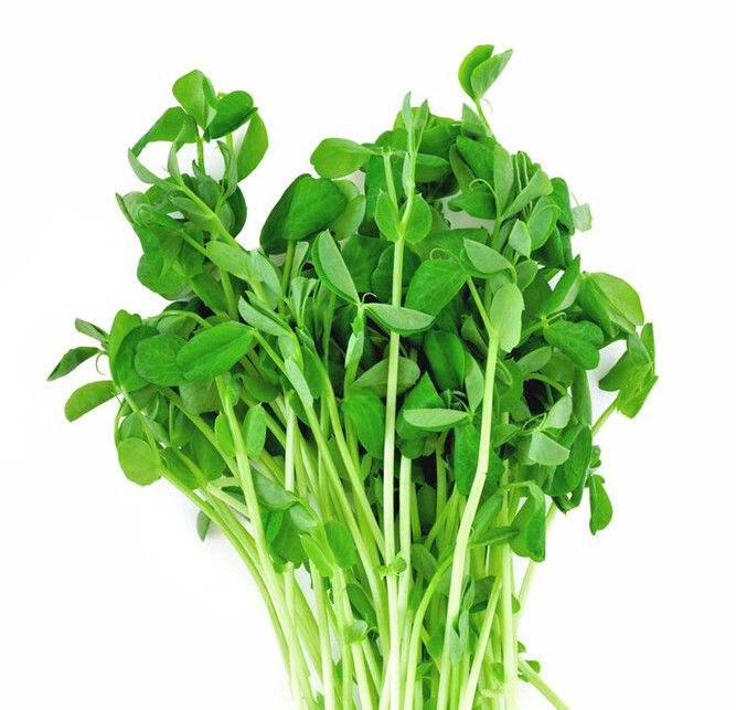 Fresh, Health, Tasty, Organic Green Peas Microgreens from Nutri Green Microgreen Farmery