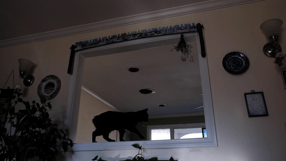 catkiss.gif