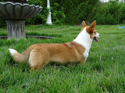 welsh corgi pembroke