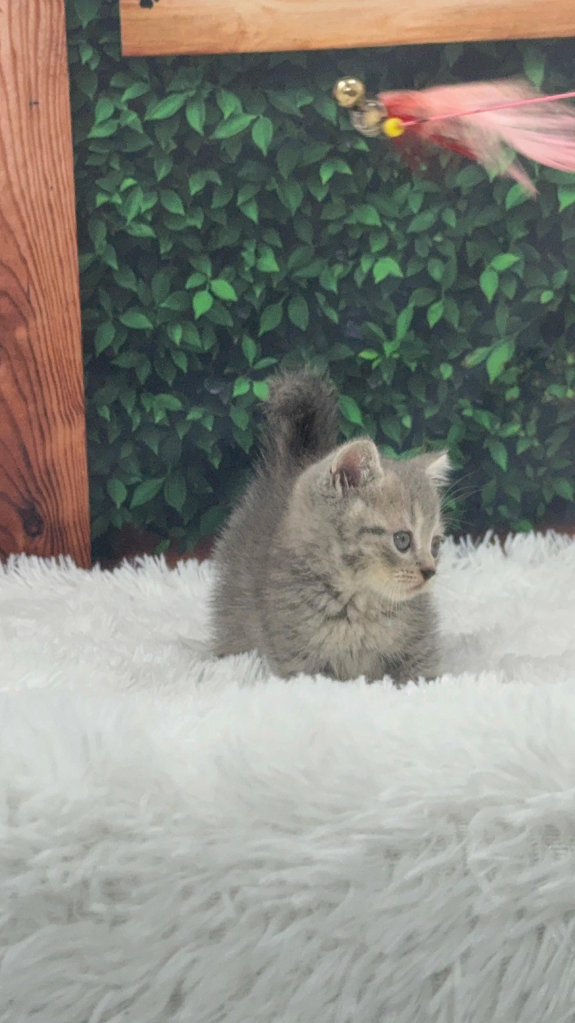 Munchkin macho Blue silver tabby 5274. Data de nascimento 22/03/2026