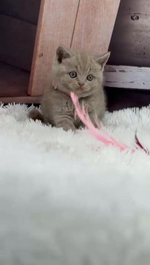 Fêmea Lilac 9692. Nascimento 23/01/2026 