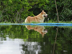 welsh corgi pembroke